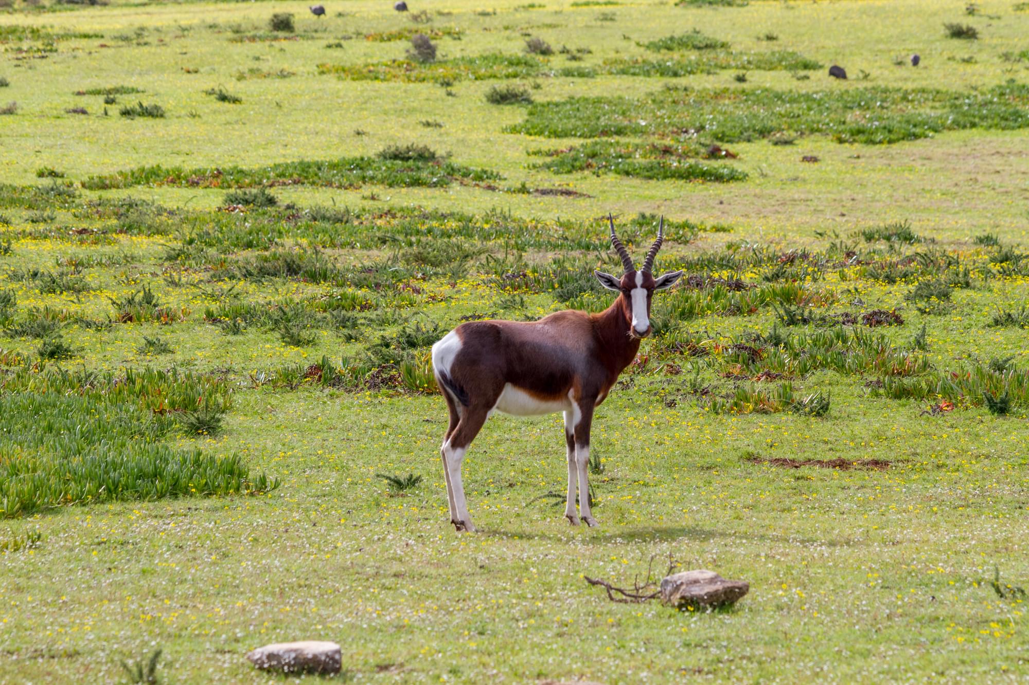 20120812   Sudafrica 1354